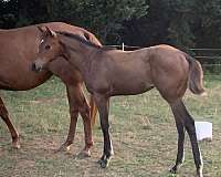 bay-apha-aqha-yearling