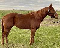 chestnut-quarter-horse-mare