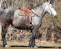 all-around-percheron-horse