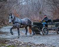 dappled-percheron-horse