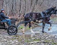 all-around-clydesdale-horse