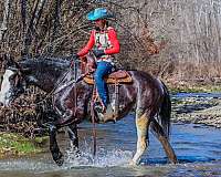 blue-roan-western-ri-horse