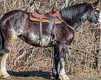 western-ri-clydesdale-horse