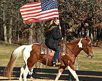 gelding-paint-horse