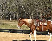 gypsy-vanner-paint-horse