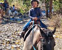 working-cattle-gelding