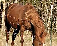 tennessee-walking-horse