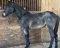 blue-roan-sp-horse