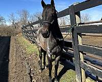 beginner-friesian-horse