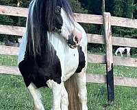 gypsy-vanner-broodmare