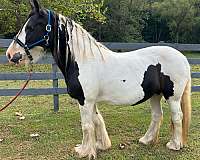 gypsy-vanner-horse