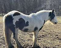 gypsy-vanner-horse