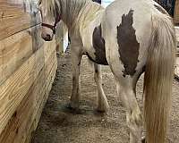 gypsy-vanner-filly