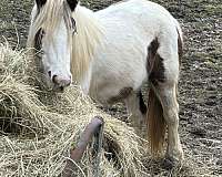 gypsy-vanner-filly