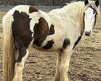 gypsy-vanner-horse