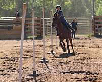 sorrel-barrel-racing-horse