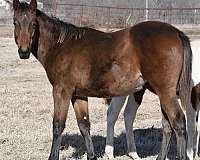 thoroughbred-colt