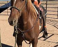 couple-mustang-horse