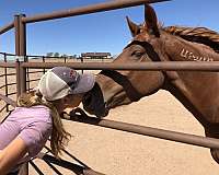 hands-mustang-horse