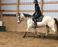 ridden-english-quarter-pony