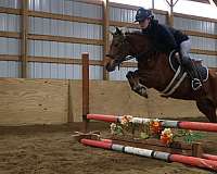 chocolate-working-equitation-pony