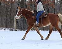 barrel-racing-paint-horse