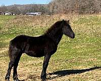 black-friesian-colt