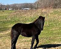 black-colt-for-sale