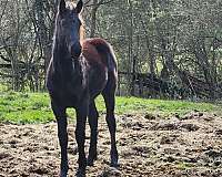 light-riding-friesian-horse