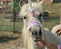 shetland-pony-for-sale