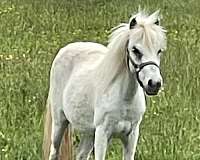 shetland-pony-mare