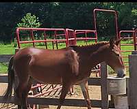 experienced-gaited-mule