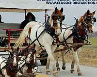 driving-pair-quarter-horse