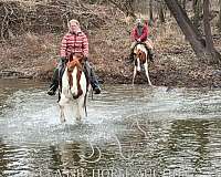 riding-driving-quarter-horse