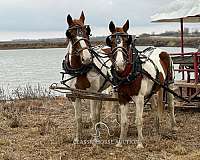 weddings-quarter-horse