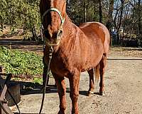 driving-morgan-horse