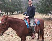 project-morgan-horse