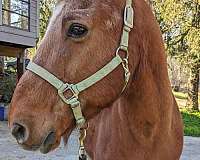 companion-morgan-horse