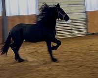 friesian-filly