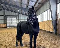 friesian-horse-for-sale