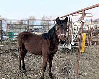 morgan-horse-for-sale