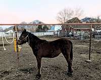 morgan-horse