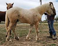 three-socks-narrow-blaze-horse