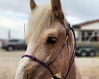 palomino-three-socks-narrow-blaze-horse