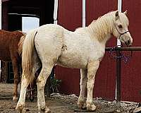 back-welsh-cob-horse