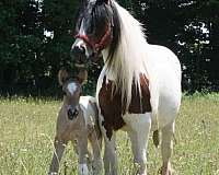 bay-white-tobiano-horse