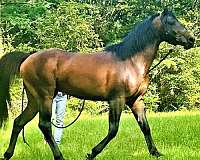 bay-black-racehorse