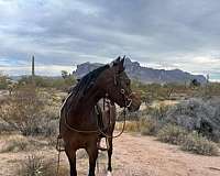 arabian-gelding