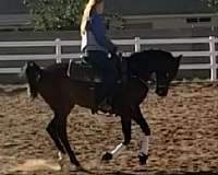 arabian-horse-for-sale