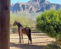 arabian-horse